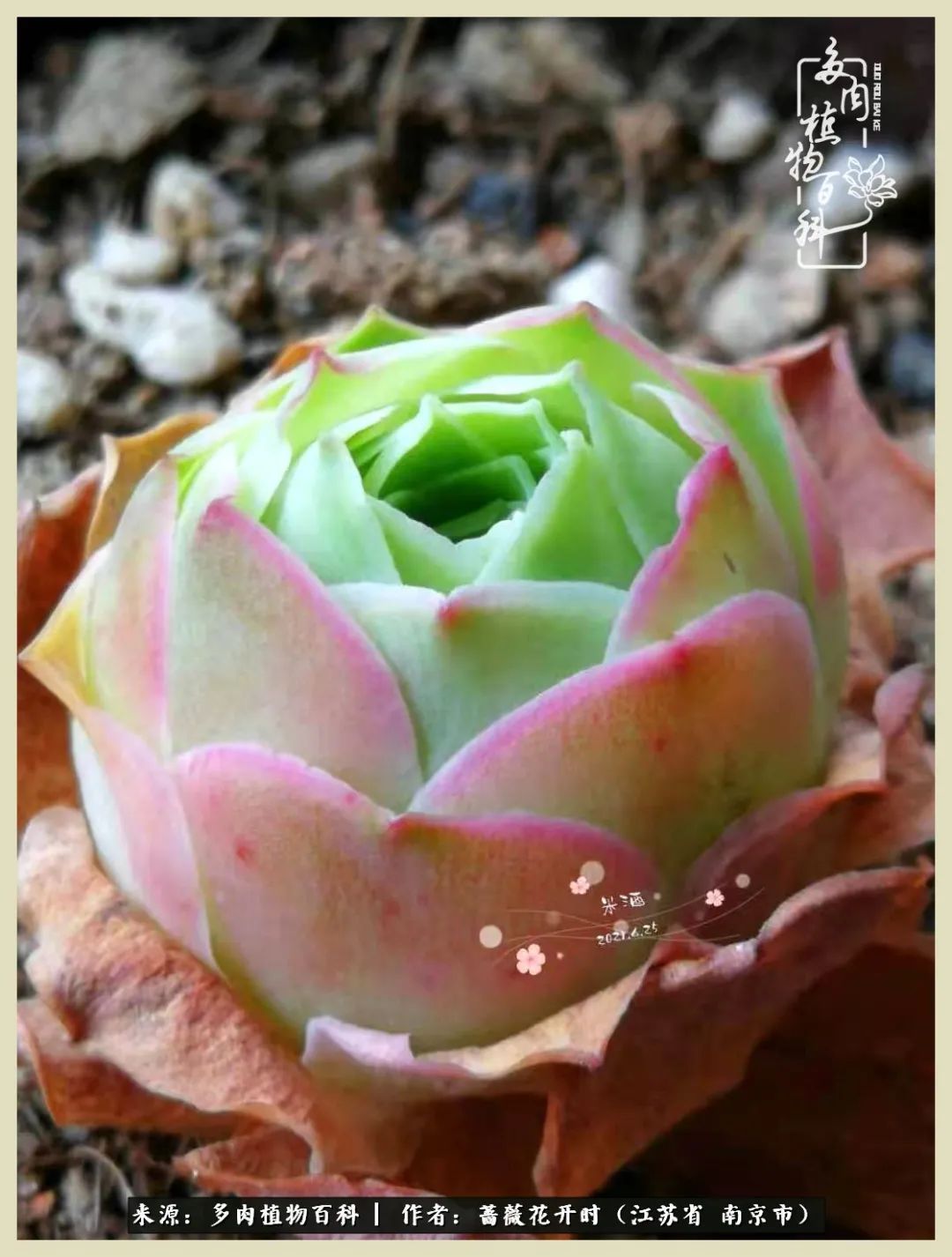 又见颜的妩媚，色的诱惑！这些山地玫瑰礼盒惊艳了眼眸