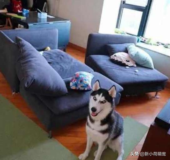 500块就买到纯种哈士奇，网友兴奋了一晚上，第二天却老泪纵横