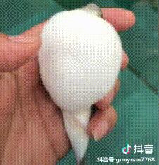 男子吃河豚中毒身亡,吃生鱼中毒事件