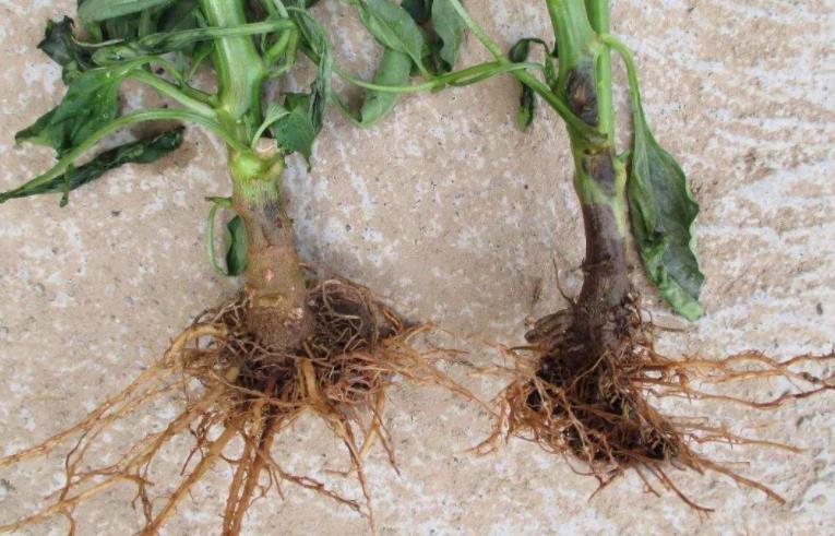 番茄育苗不发芽怎么办,番茄种植不打药方法