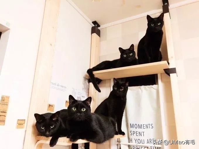 胖橘猫和黑猫,橘猫黑猫白猫哪个最可爱