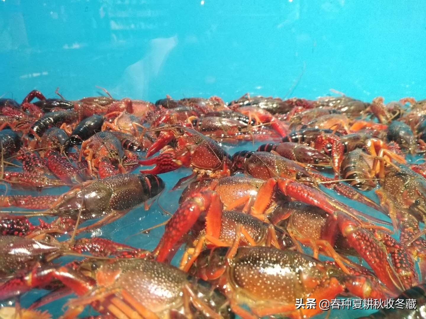 小龙虾养殖可以不打洞吗,抱卵小龙虾出洞后怎样管理