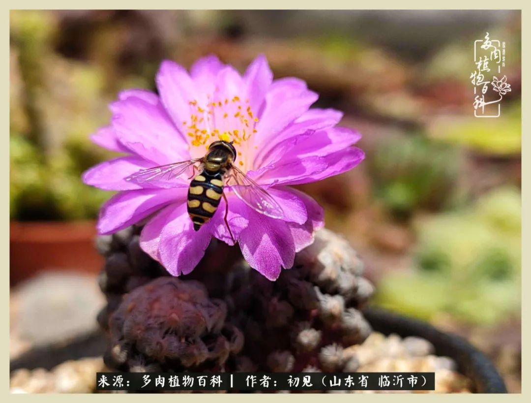 和多肉植物相伴,和多肉相处的心情