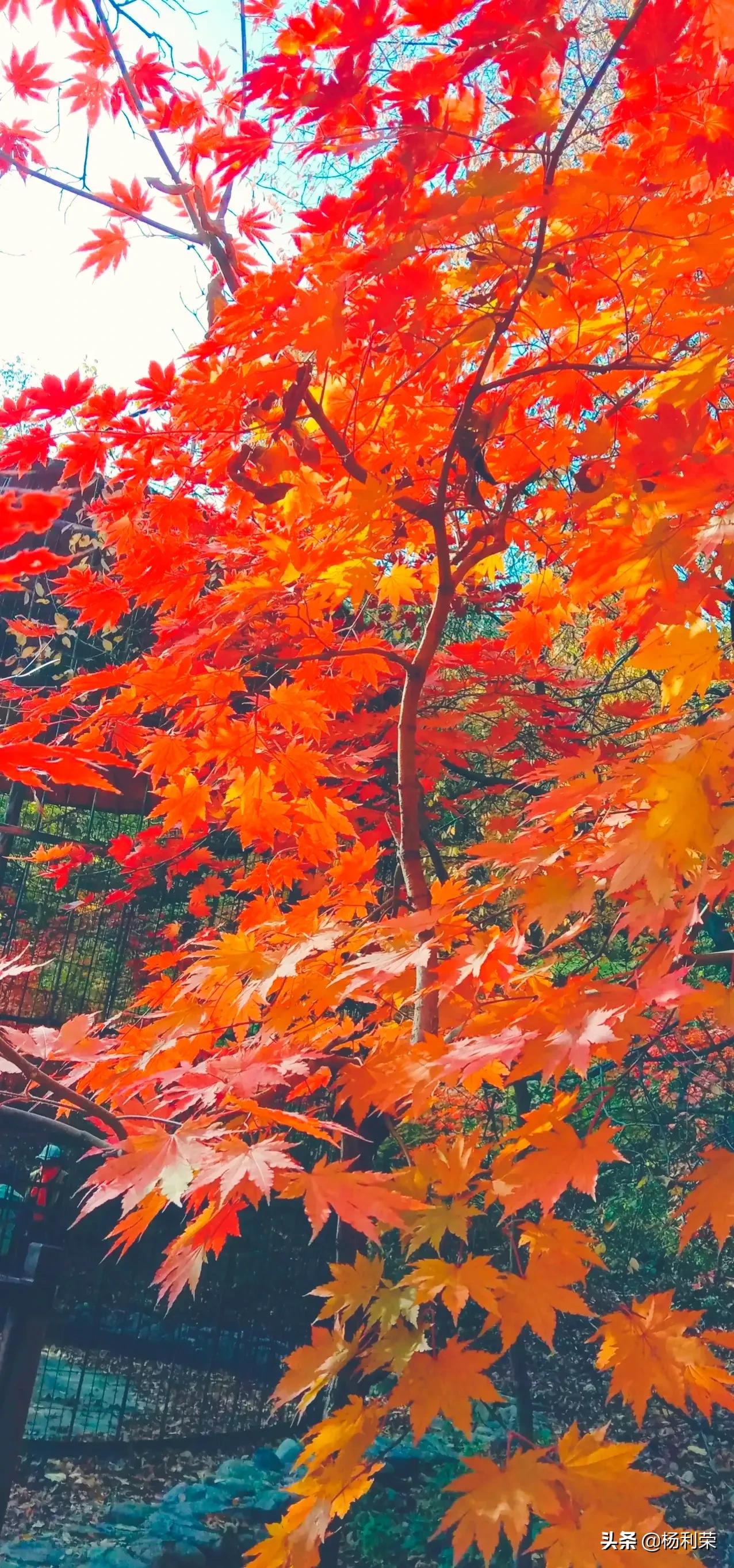 春风拂杨柳的七律诗,春风玉露七律诗