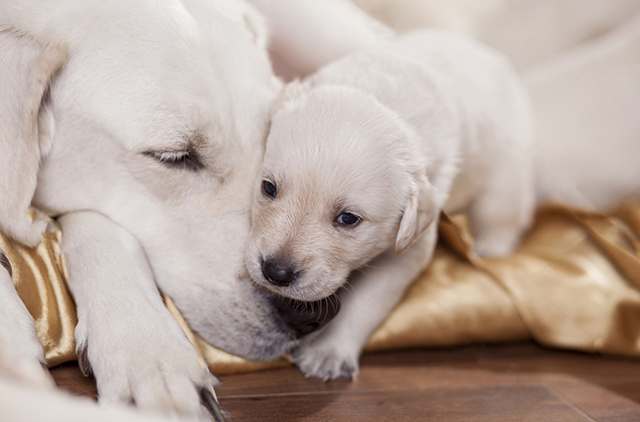 拉布拉多产后怎么护理拉布拉多产后易患的疾病有这些