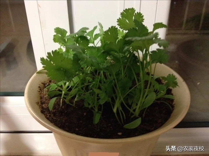 香菜根用土能栽活吗,无土栽培香菜根怎么处理