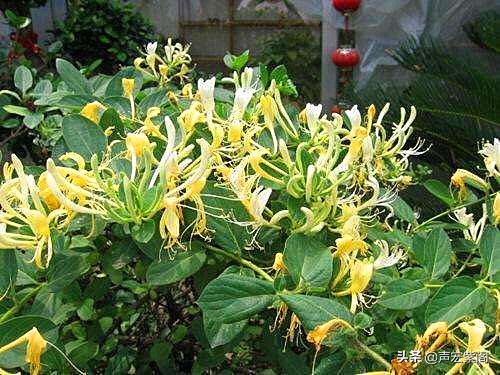 金银花的故事传说,关于中药材金银花的故事简短