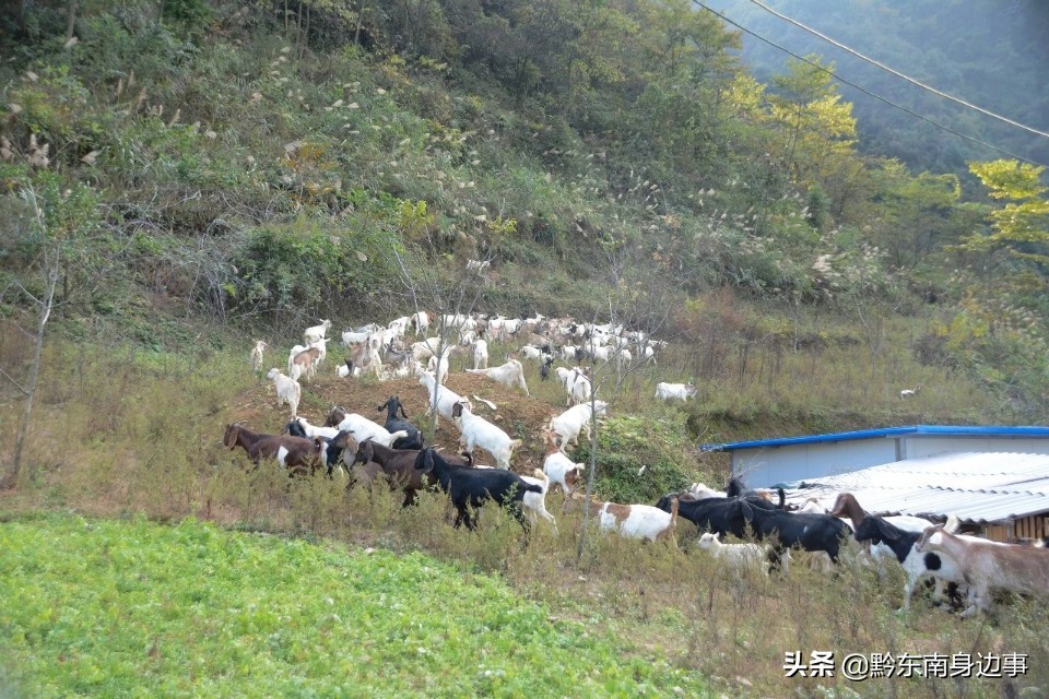 纸房这对“羊倌夫妻”身居绿水青山垒起金山银山