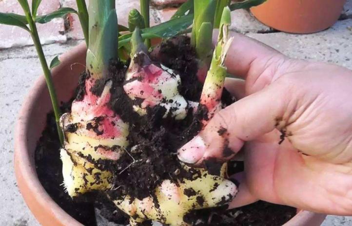 生姜不用买教你在家种植一看就会,家庭种植生姜小技巧