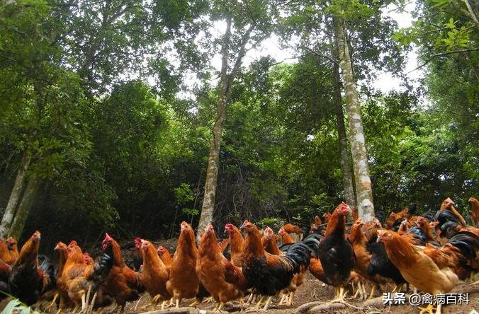 禽病学鉴别诊断,看鸡粪判断鸡病图大全