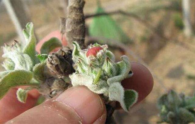 苹果小卷蛾用什么杀虫剂,苹果树卷叶病用什么药