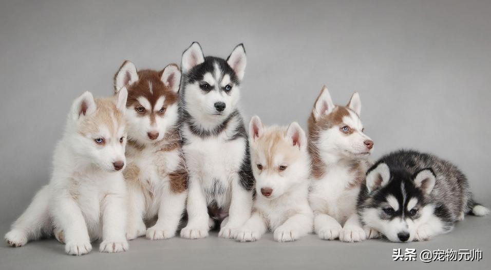 狗狗的哪几种行为最让铲屎官烦恼,狗狗一整天不拉大便怎么办