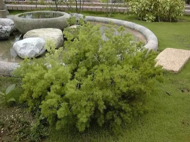 十种像文竹一样的植物,类似竹不叫竹的绿植都有什么