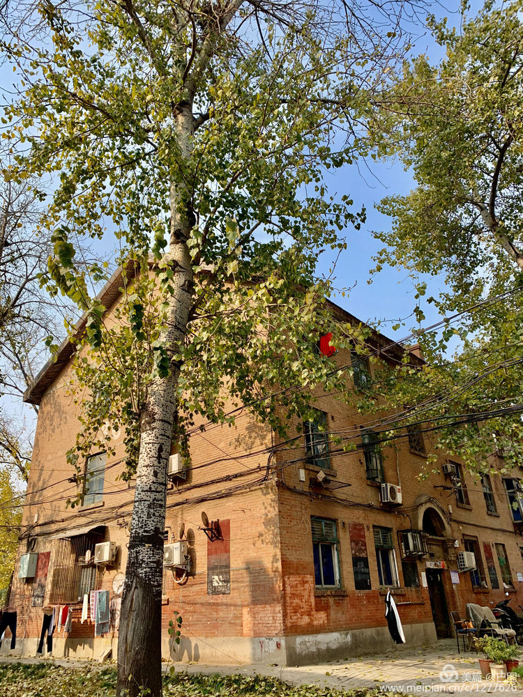 涧西牡丹广场老照片,洛阳牡丹手机拍照