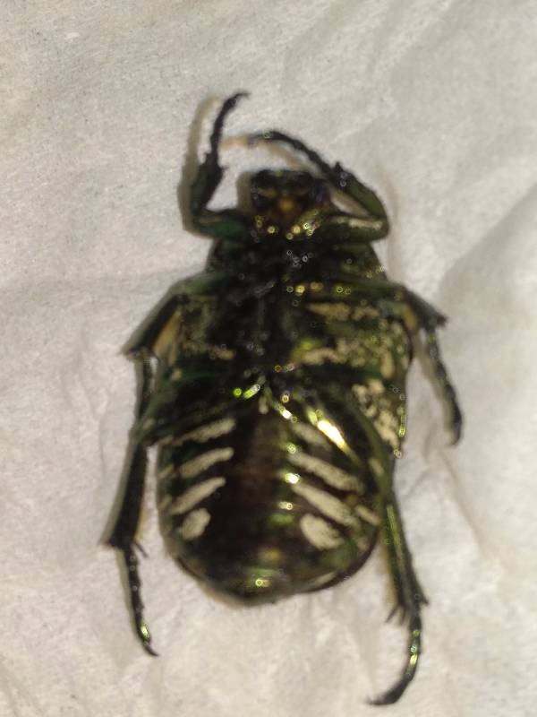 人类永远无法战胜虫子,人类永远造不出一只苍蝇