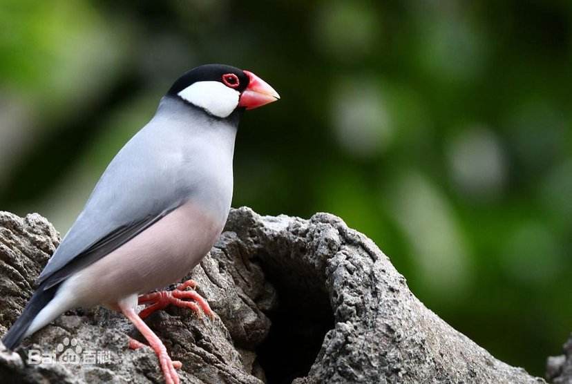 浜洪笩澶ф垬璋佽兘鎵撹耽,浜洪笩鎴樹簤