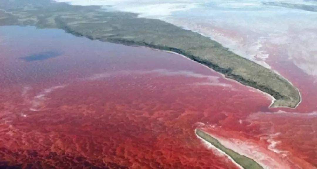 这种贝比眼镜蛇毒强80倍，海员食用后中毒身亡，为何还常被人吃