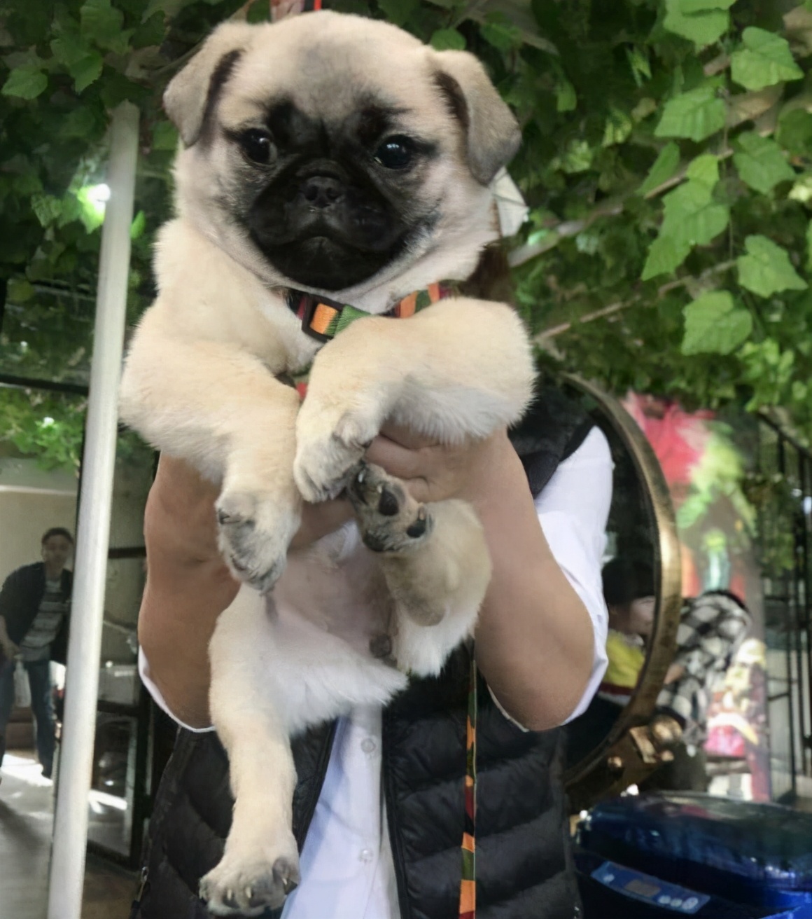 建议新手养的10种小型犬,建议养的10种小型犬