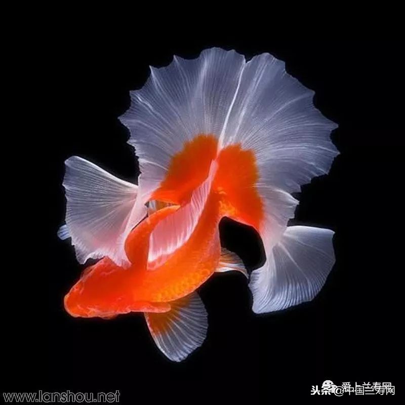 十大最稀有的金鱼品种,比较大的金鱼品种有哪些