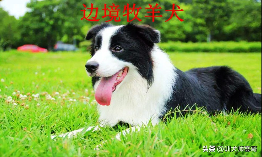 什么品种的牧羊犬最听主人的话,不常见的牧羊犬