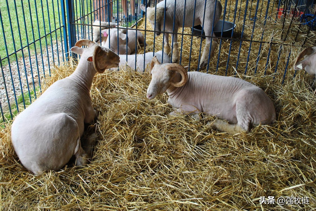 新手养羊买什么羊最好,怎么养羊才能养出最好的羊