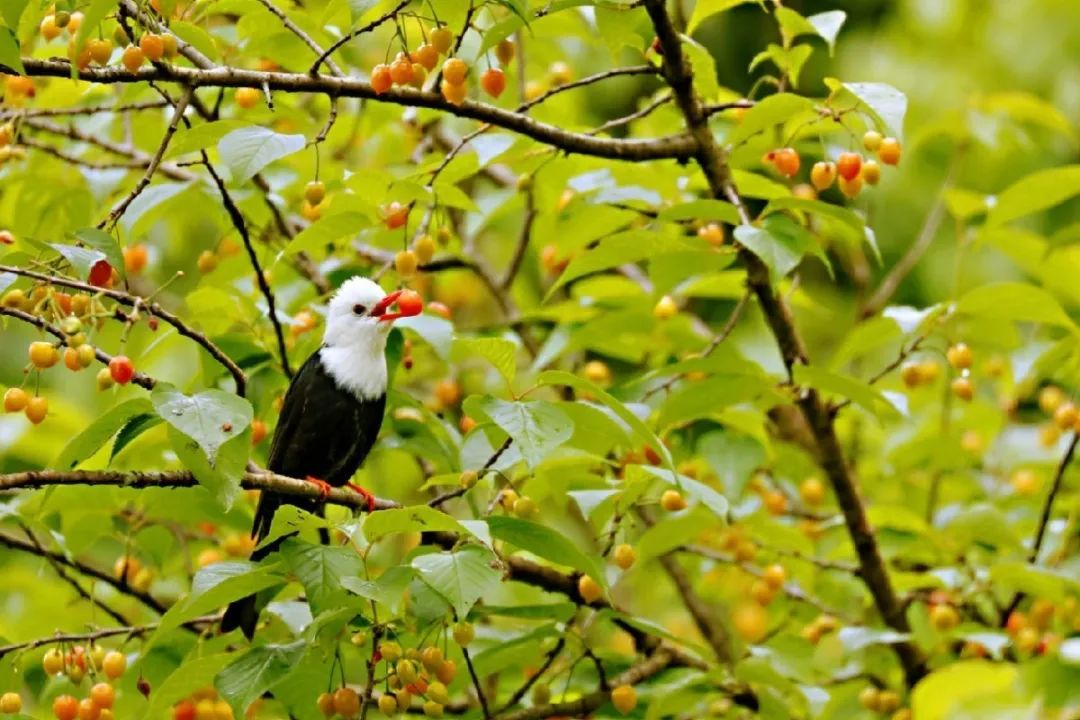 欣赏西湖的全景太美了,西湖美景实在美怎么也看不够