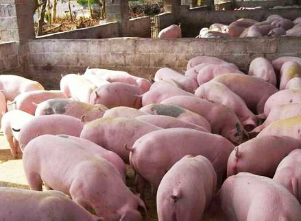 公猪的处理方法和注意事项,公猪常见疾病及治疗方法