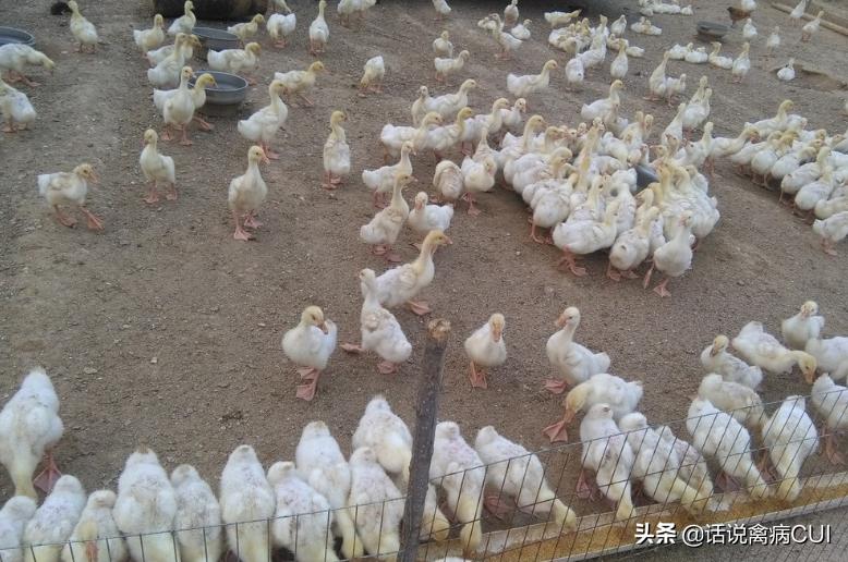 鹅食欲不振精神不佳拉稀吃什么药,鹅生病了呼噜流鼻涕