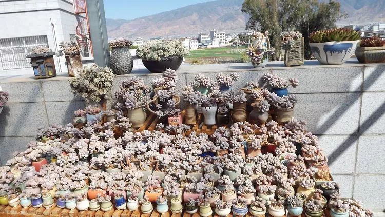 爱机车，爱多肉，宝妈花姐的诗和远方