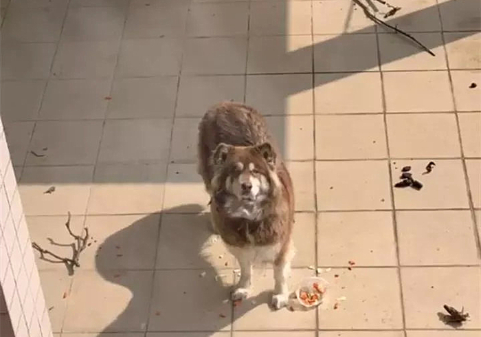 武汉阿拉斯加走失,阿拉斯加在楼顶回去了吗