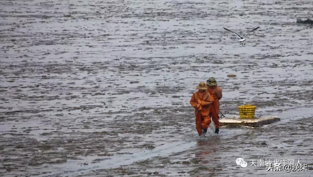 大连庄河赶海排名第一名,庄河赶海网红视频