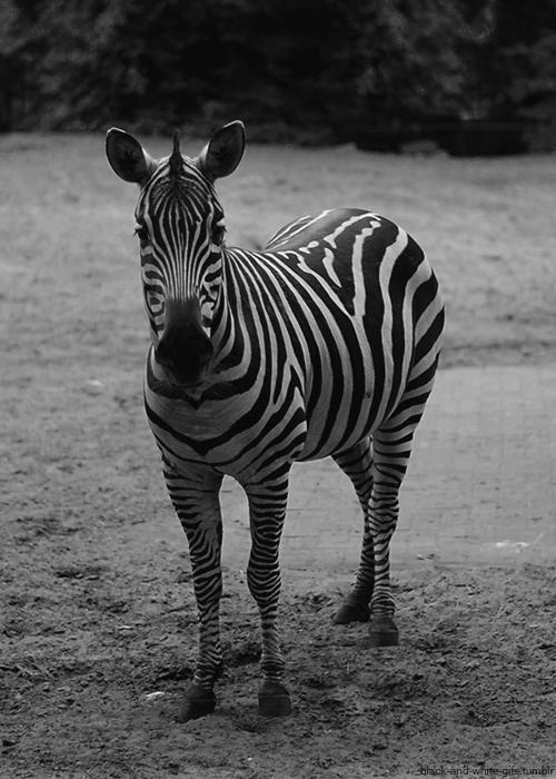 非洲斑马，食草动物界扛把子