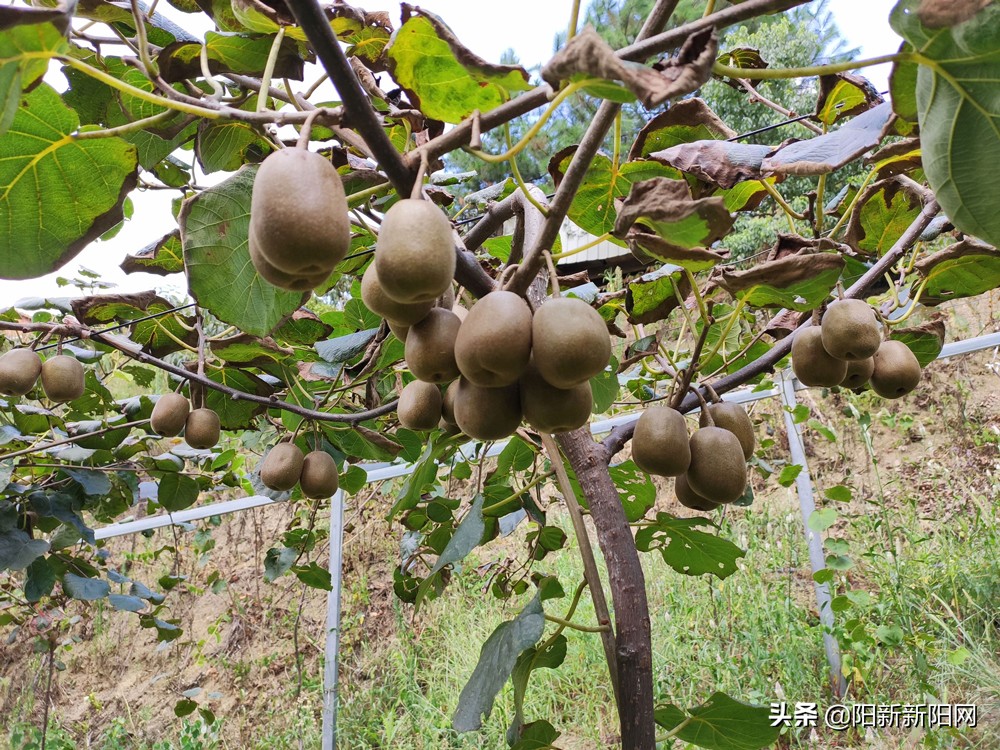 阳新县新闻,湖北鄂州阳新新闻