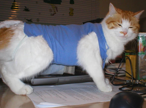 猫咪半夜猫叫怎么解决,怎么防止猫咪晚上乱叫