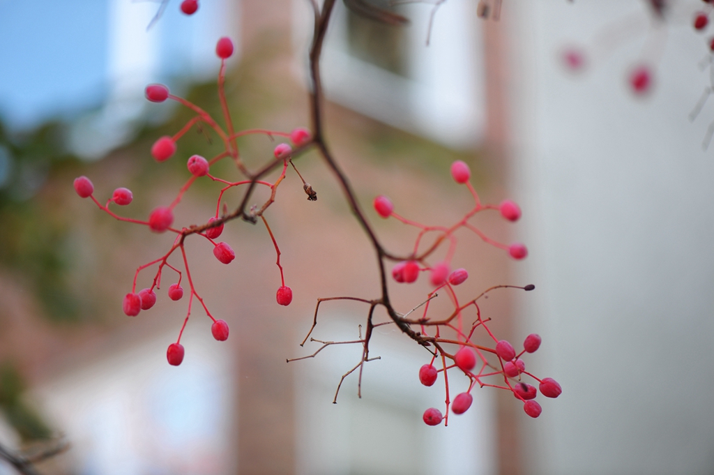 #植物鉴赏#秋日有惊喜，又好看又好吃——水榆花楸，韩国的？
