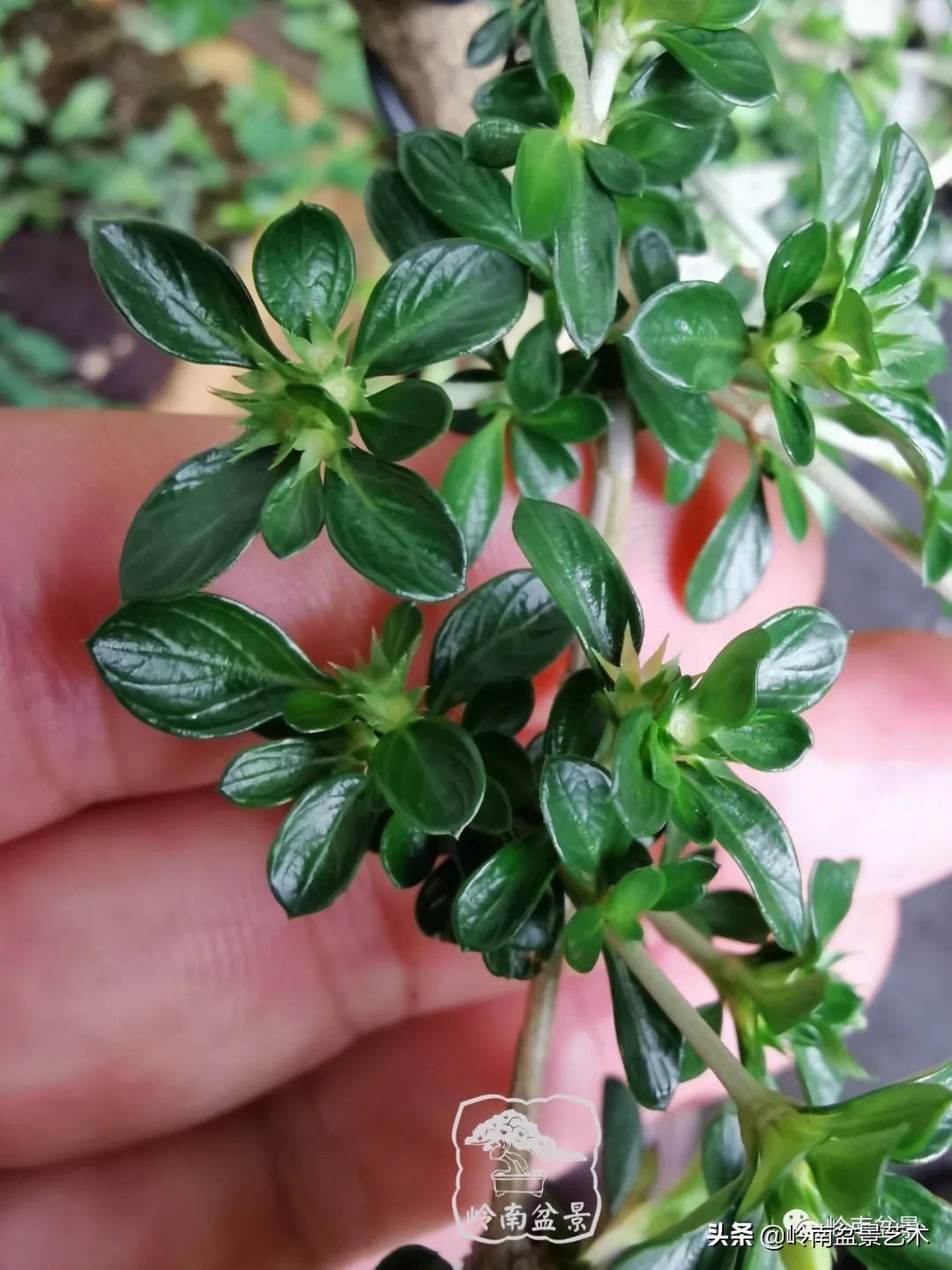 杂木盆景也毫不逊色,杂木盆景值钱吗