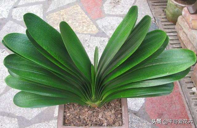 君子兰怎么养才能养得好看开花,君子兰怎么养才能旺盛容易开花