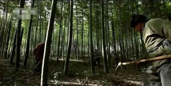 伐竹沉舟,伐竹沉木代表什么意思