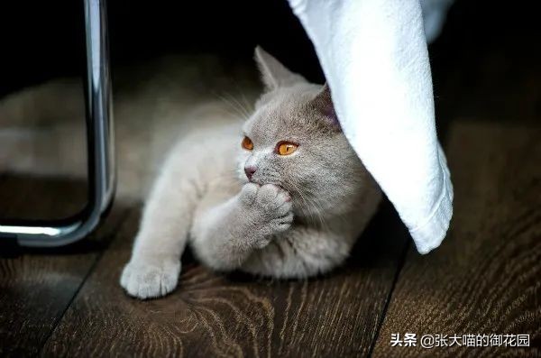 为什么猫咪的胡须不可以剪,猫咪胡子根部长猫癣需要剃胡子吗
