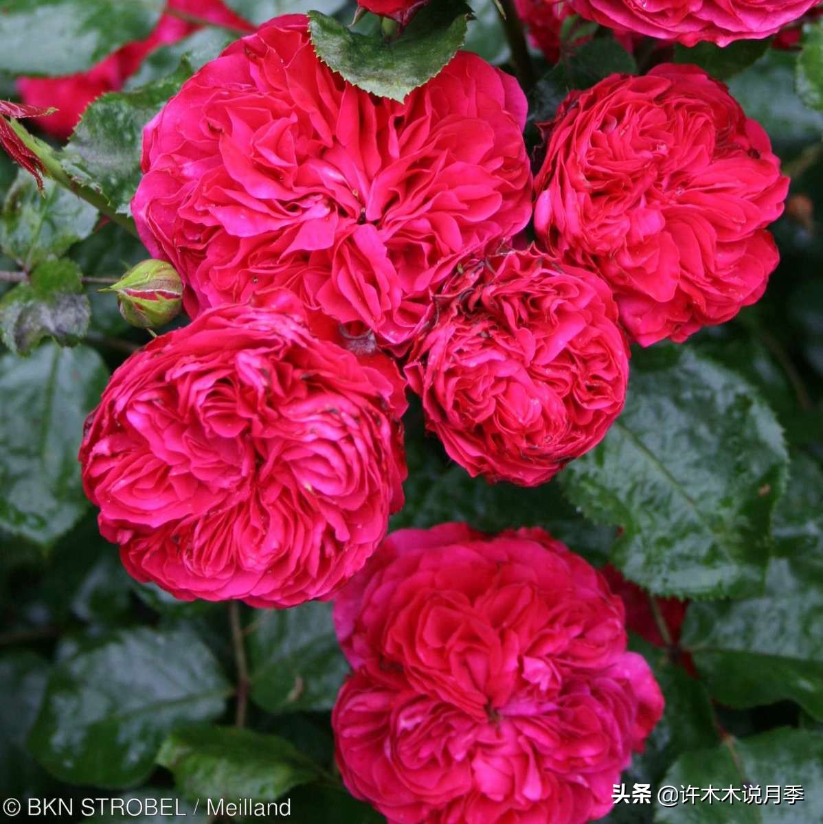 月季不停掉叶子怎么办？教你一招，光杆月季也能重新发芽开花。