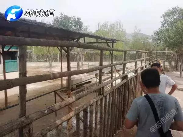 女子被斑马咬掉手指河北廊坊,21岁女孩喂斑马被咬