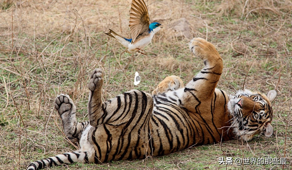 老虎害怕狮子吗,老虎贵吗