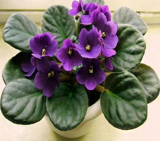 阳台如何养非洲堇,非洲堇怎么养开花多