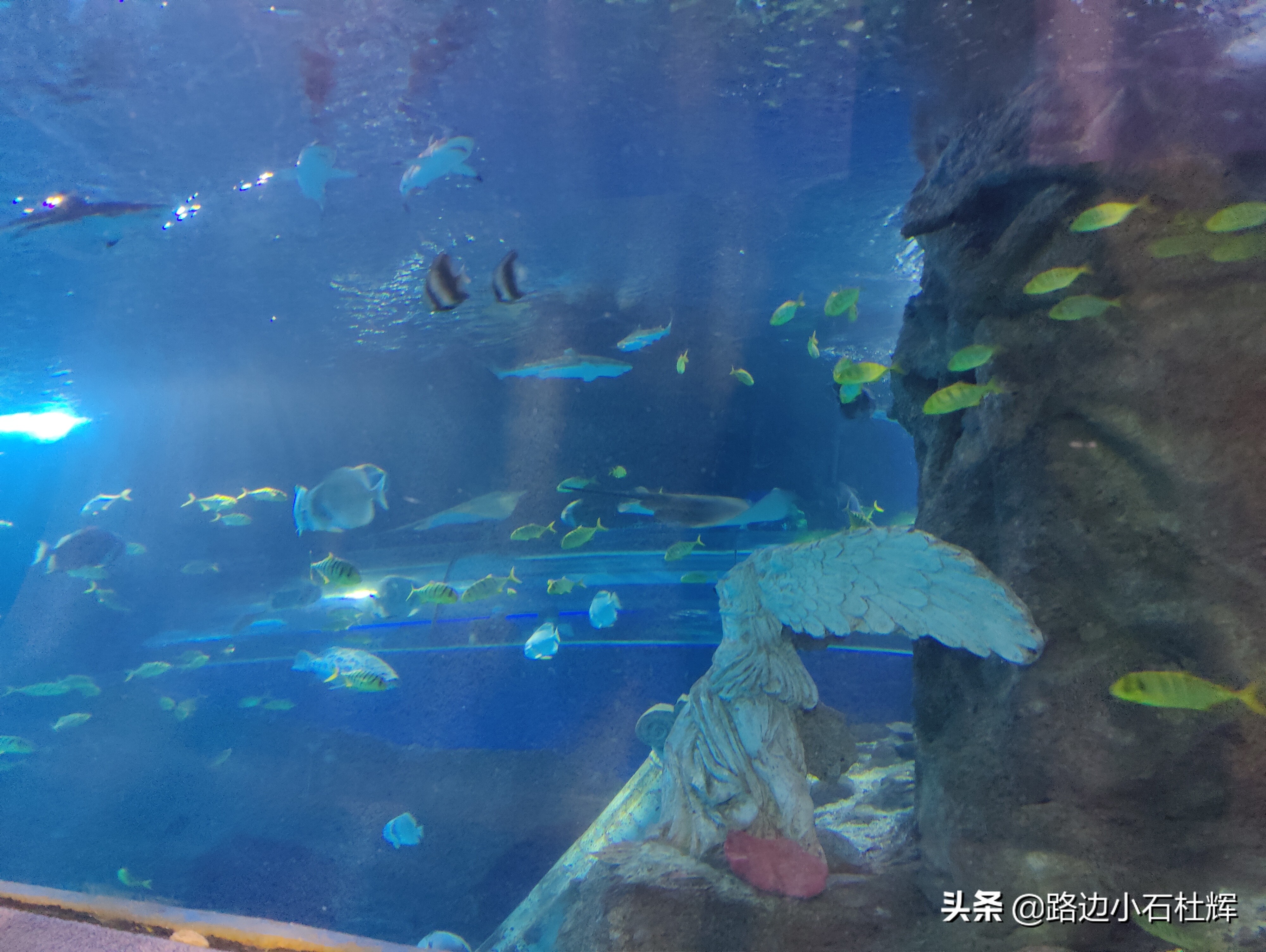 北京海洋馆游玩一览表,北京太平洋海洋馆海底世界