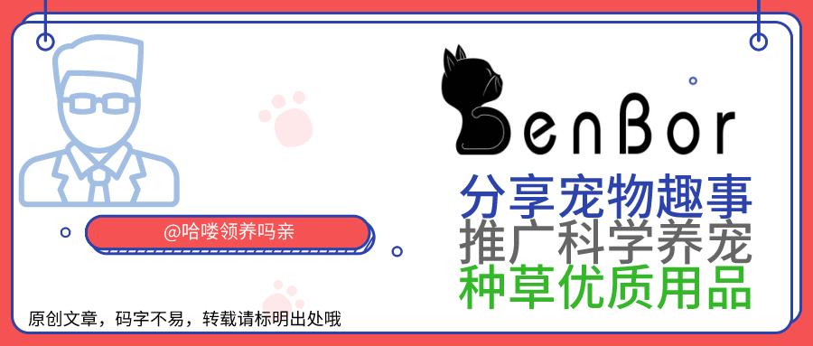 猫的姿态美,猫的姿态怎么描写