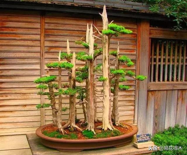 丛林式精品盆景欣赏,丛林盆景浅盆