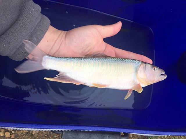 马口鱼用什么钓最好,钓友们钓过最大的翘嘴