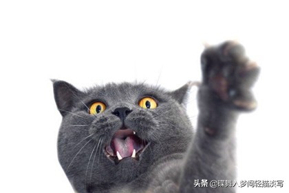 家中调皮.捣蛋性格的猫咪该如何养？4种方法帮您理清，更懂猫