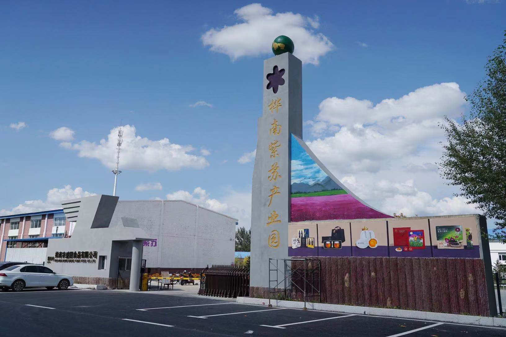 桦南紫苏种植基地在哪里,华南紫苏之乡