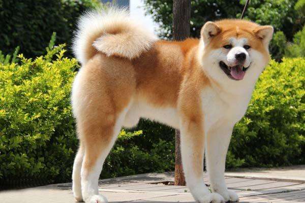 黑白花四眼宠物狗是什么品种,宠物狗智商排名前十名的品种